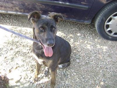 Se me queda sin acogida en valencia!! Nera cruce pastora belga 1 año recogida de una gasolinera.
