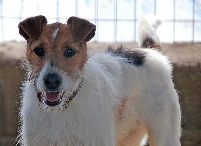 KURO, UN FOXTY MUY DESGRACIADO (08-03-11)