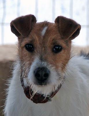 KURO, UN FOXTY MUY DESGRACIADO (08-03-11)