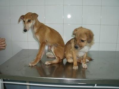 Con SARNA,Esqueleticos,heridas y Anemicos!!!! Chuche, Guita, Tito y Tana recogidos en muy malas condiciones, URGENTE!