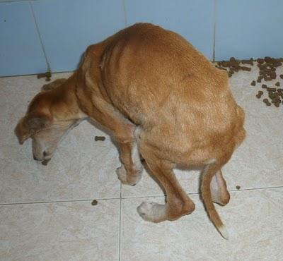 Con SARNA,Esqueleticos,heridas y Anemicos!!!! Chuche, Guita, Tito y Tana recogidos en muy malas condiciones, URGENTE!