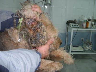 Con SARNA,Esqueleticos,heridas y Anemicos!!!! Chuche, Guita, Tito y Tana recogidos en muy malas condiciones, URGENTE!