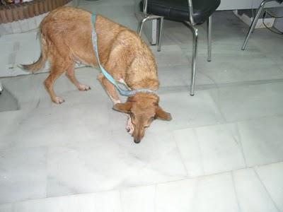 Con SARNA,Esqueleticos,heridas y Anemicos!!!! Chuche, Guita, Tito y Tana recogidos en muy malas condiciones, URGENTE!