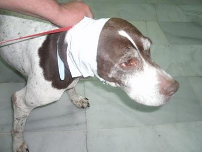 Con SARNA,Esqueleticos,heridas y Anemicos!!!! Chuche, Guita, Tito y Tana recogidos en muy malas condiciones, URGENTE!