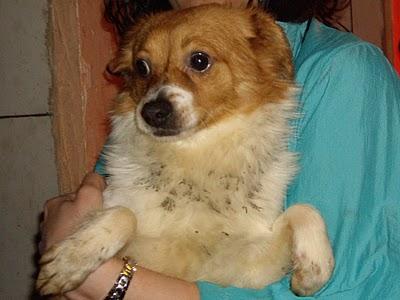 ROBY, SU “FAMILIA” LO TIENE EN MUY MALAS CONDICIONES, URGENTE!!