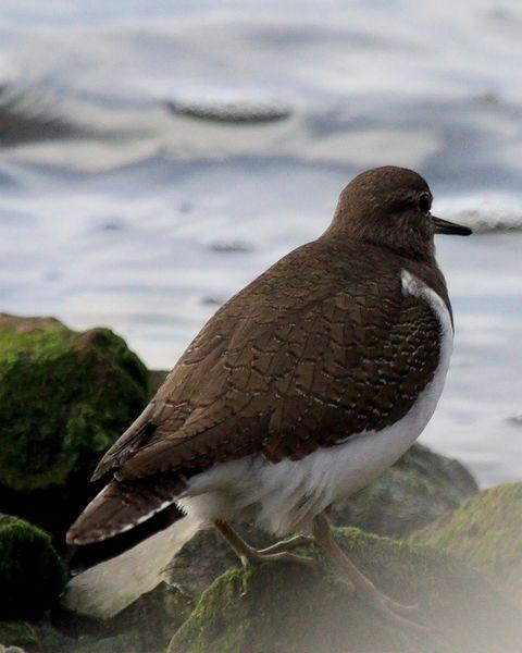 ANDARRIOS CHICO-ACTITIS HYPOLEUCOS-COMMON SANDPIPER