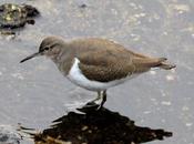 Andarrios chico-actitis hypoleucos-common sandpiper