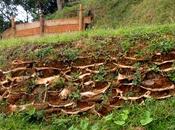 Muros vegetales, contención