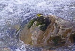 Lavandera cascadeña