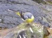 Lavandera cascadeña