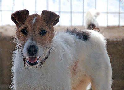 Kuro, un Foxty sin suerte