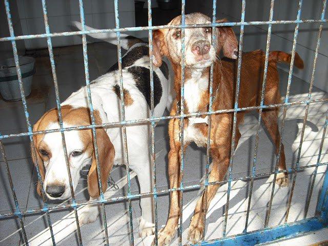 No paran de llorar en la perrera (Jerez, Cádiz)