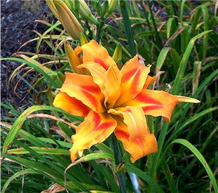 http://www.honeysomeaquaticnursery.co.uk/shop/images/Hemerocallis%20Kwanso.jpg