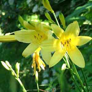 http://nature.jardin.free.fr/image4/fbg_Hemerocallis_flava.jpg