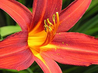 http://www.turning-earth.co.uk/photos/images/plants/hemerocallis_sammy-russell_375.jpg