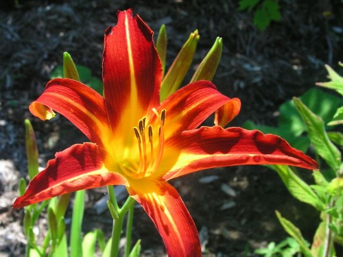 http://jardinsmichelcorbeil.com/images/Hemerocallis%20autumn%20red.bmp