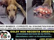 Goldy pesar todo sigue vivo... tenemos hacer lucha merezca pena