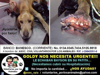 Goldy , a pesar de todo sigue vivo... tenemos que hacer que su lucha merezca la pena
