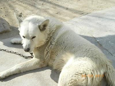 PERRO ENCADENADO Y ABANDONADO- VALENCIA