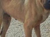 GORDINA, sarpei abandonada asustada. Orihuela (Alicante)