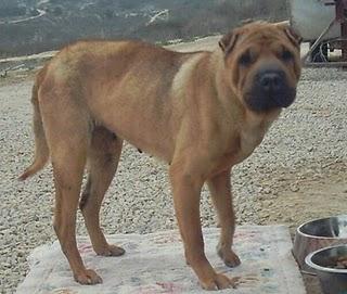 GORDINA, sarpei abandonada y asustada. Orihuela (Alicante)