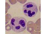 neutrófilos causantes lupus