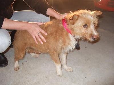 Cachorrito BRIAN, lloraba de miedo cuando vió que rescatabámos a su mamy adoptiva del campo.CÓRDOBA.