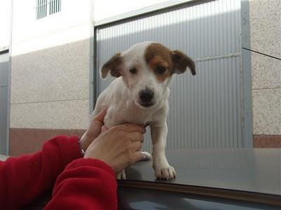 Cachorrito BRIAN, lloraba de miedo cuando vió que rescatabámos a su mamy adoptiva del campo.CÓRDOBA.