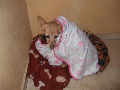 Cachorrito BRIAN, lloraba de miedo cuando vió que rescatabámos a su mamy adoptiva del campo.CÓRDOBA.