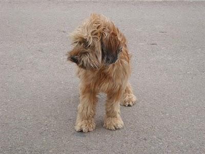 PELUDITO EN LA CALLE (VALENCIA) BUSCA UN HOGAR URGENTE‏.