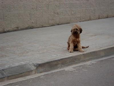 PELUDITO EN LA CALLE (VALENCIA) BUSCA UN HOGAR URGENTE‏.