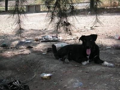 Kyla (cruce labrador hembra en adopción)‏