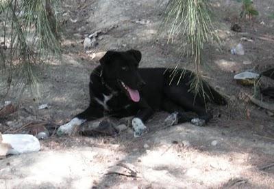 Kyla (cruce labrador hembra en adopción)‏