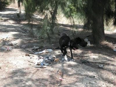 Kyla (cruce labrador hembra en adopción)‏