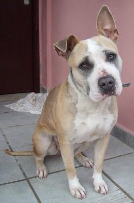 Nacha, preciosa American Staffordshire de solo un año tendrá que ir a la perrera... CADIZ