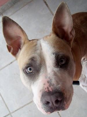 Nacha, preciosa American Staffordshire de solo un año tendrá que ir a la perrera... CADIZ