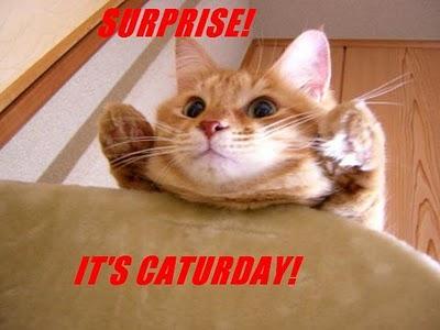 ¡Hoy es Caturday! (V)