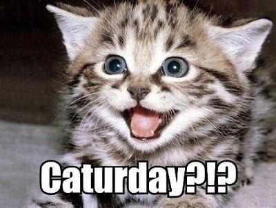 ¡Hoy es Caturday! (V)
