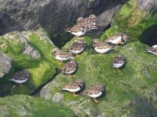 Frailecillo muerto y charranes patinegros