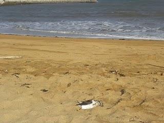 Frailecillo muerto y charranes patinegros