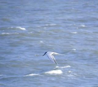Frailecillo muerto y charranes patinegros