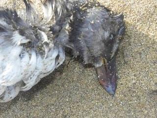 Frailecillo muerto y charranes patinegros