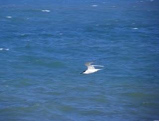 Frailecillo muerto y charranes patinegros