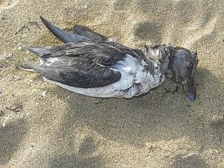 Frailecillo muerto y charranes patinegros