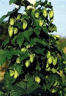 De cerveza y de catedrales