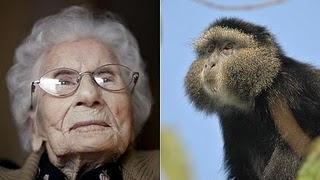 Los humanos envejecemos como los simios