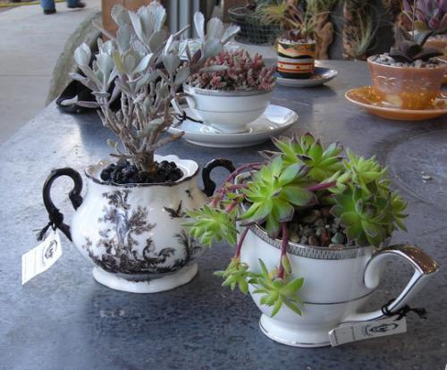 PLANTAS EN TAZAS DE TÉ Y CAFÉ