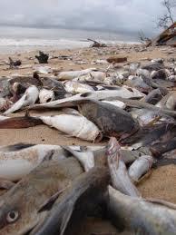 más peces muertos... más hambruna ¿se dan cuenta que nadie en España se preocupa ya de la hambruna?