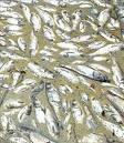 mientras pescadores luchan contra gobierno para poder pescar xarda...