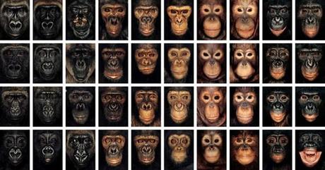 Homínidos celebra el cumpleaños Homínidos celebra el cumpleaños